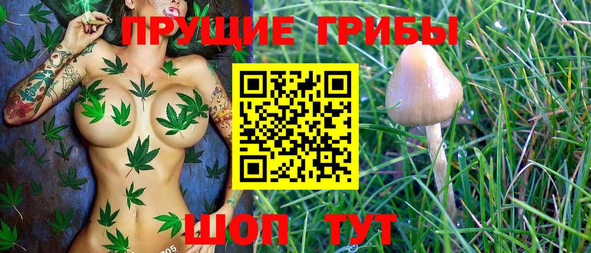 Черняховск  где найти наркотики  Псилоцибиновые грибы Magic Shrooms  Вход с VPN  Галлюциногенные грибы Psilocybine cubensis 